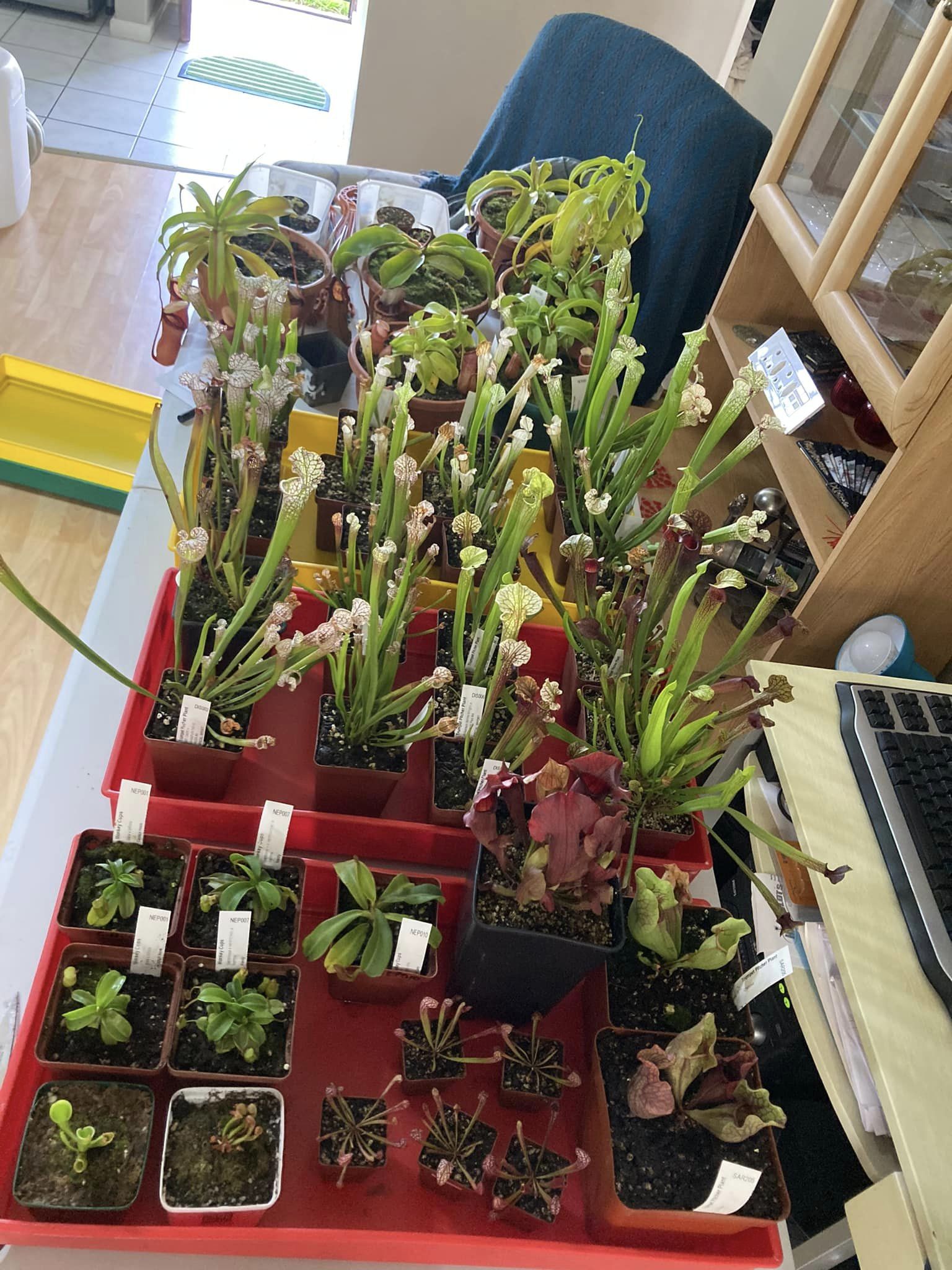 assortment-for-sale---sarracenia-and-nepenthes---pitcher-plants