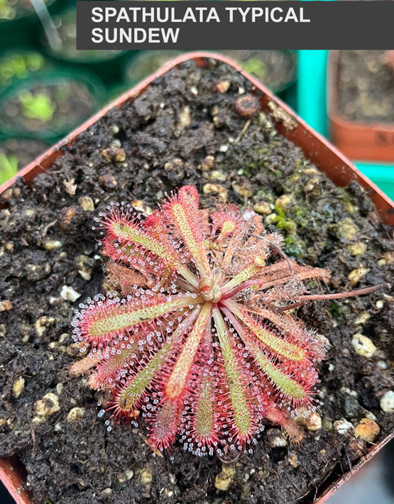 Sundews