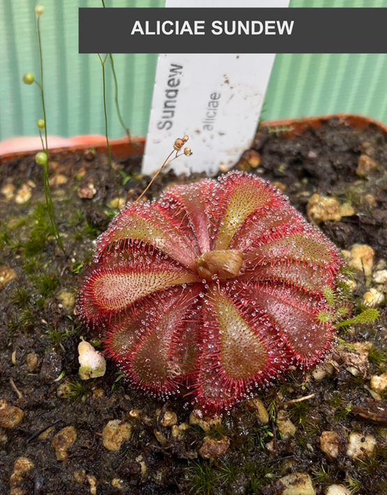 Sundews