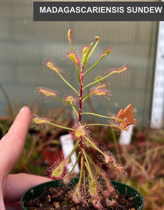 Sundews