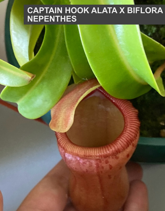 Tropical Pitcher