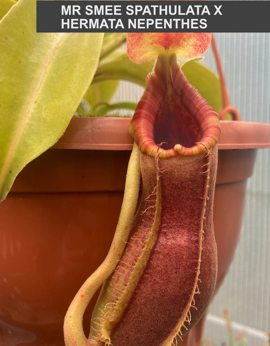 Tropical Pitcher