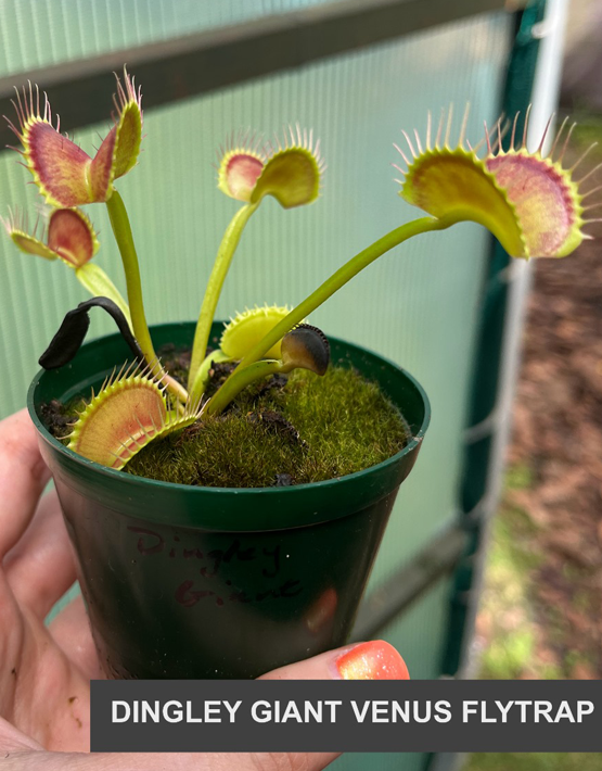 Venus Flytraps