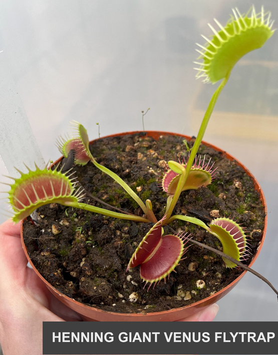  Venus Flytraps 