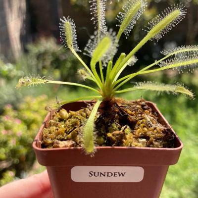 Plant Drosera Sundews1
