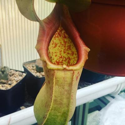 Plant Tropical Pitcher1