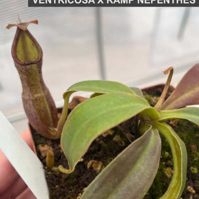 Tropical Pitcher Plantivorous Pic1