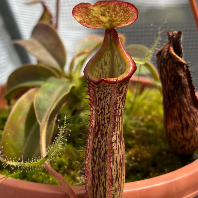 Tropical Pitcher Plantivorous Pic3