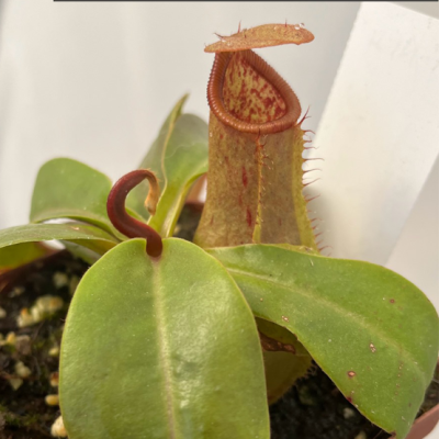 Tropical Pitcher Plantivorous Pic7