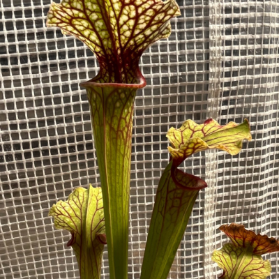 Pitcherplant Plantivorous Pic8