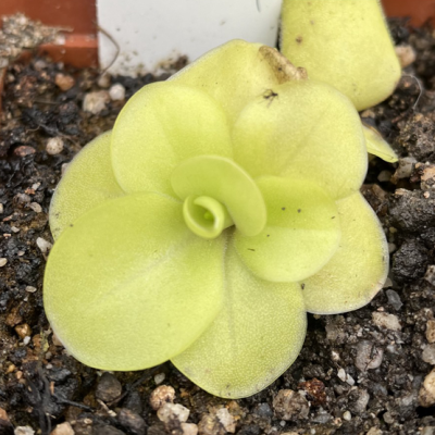 Butterworts Plantivorous Pic5